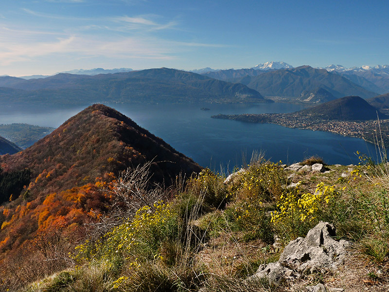 Cynipidae: Andricus quercustozae con parassitoide